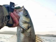 The winds of change brings bass to angler