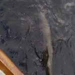 WP_000046