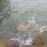 monkfish fenit 21- 9 – 2013 009
