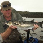 mullet-specimen
