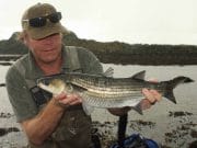 Specimen mullet from northern Irish shores possible despite the change in weather 5lb mullet