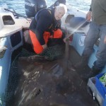 174lb female skate