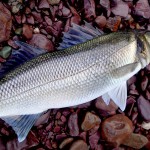 David Norman – November Bass