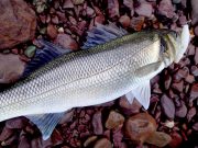 November Bass for the West Cork angler