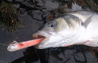 Irish Angling Update – 14/11/2013 Photo compliments of Gerard Doran , South East Angling Services
