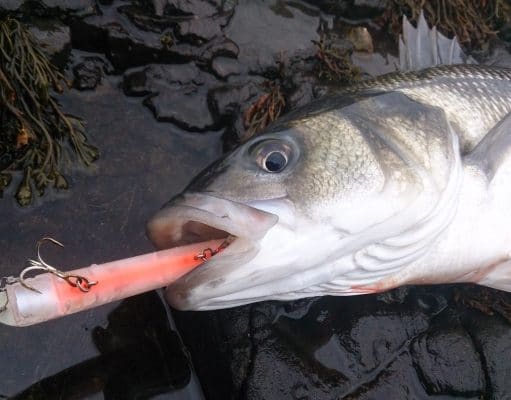Irish Angling Update – 14/11/2013 Photo compliments of Gerard Doran , South East Angling Services