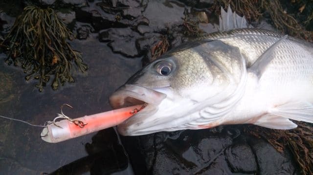 Photo compliments of Gerard Doran , South East Angling Services