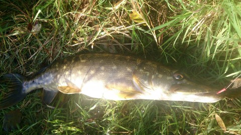 Gerard Doran - Pike (2)
