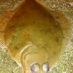 Sand-dab