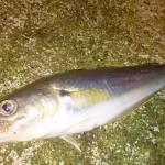 Whiting