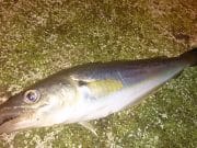 Gerard is a dab hand at fishing Whiting