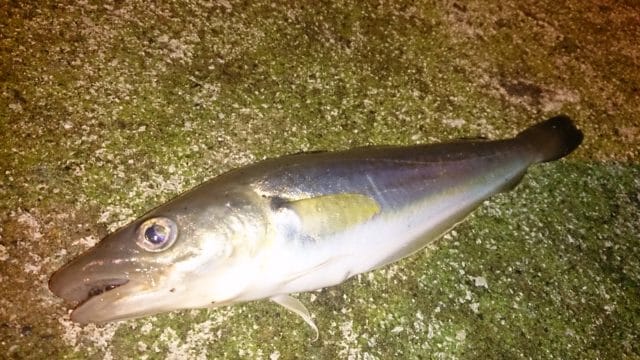 Whiting