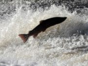 Probe into impact of sea lice on salmon farms to reopen – Irish Examiner