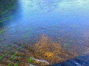 The beautiful Bandon salmon river redds