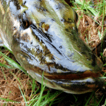 Lurefish Ireland – Pike
