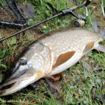 Lurefish Ireland – Pike 2