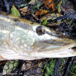 Lurefish Ireland – Pike 3