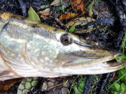 Pike on the canal