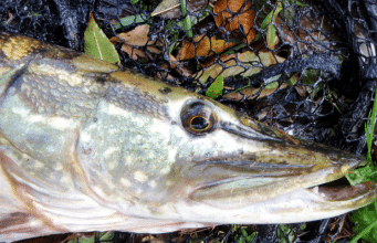 Pike on the canal