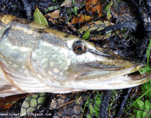Lurefish Ireland - Pike 3