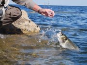 Just as likely to catch bass now on the southern coasts as April