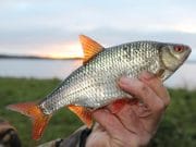 Lough Ramor Still Producing Sport for Coarse Anglers