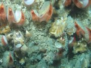 Rare marine habitat found off southwest coast – RTE News RTE - The habitat was located in the Whittard Canyon (Images from NUI Galway-led cruise courtesy of the Marine Institute)