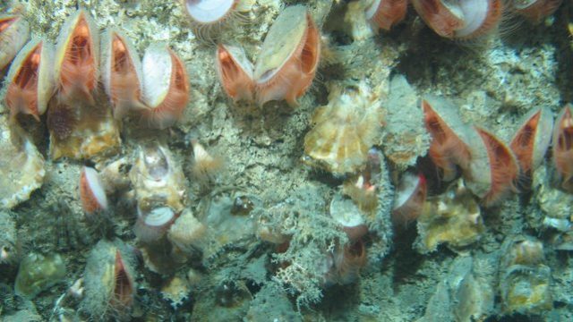RTE - The habitat was located in the Whittard Canyon (Images from NUI Galway-led cruise courtesy of the Marine Institute)