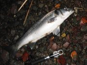 Bass and chubby cod by the light of the moon in Youghal 5 lb bass