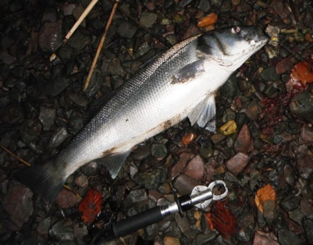 5 lb bass