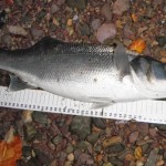 Bass 4.25 lb with ruler