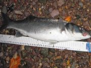Some fine fat stocky bass that are fiesty fighters ! Bass 4.25 lb with ruler