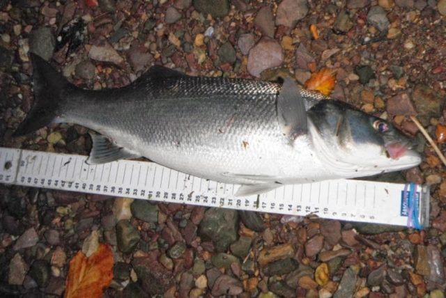 Bass 4.25 lb with ruler