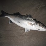 Bass 8.25 lbs