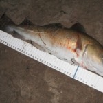 Cod 3.25 lbs