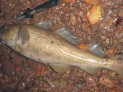 Lashing rain, strong winds but cod on crab for the persistant angler A fine 5.5 lbs cod