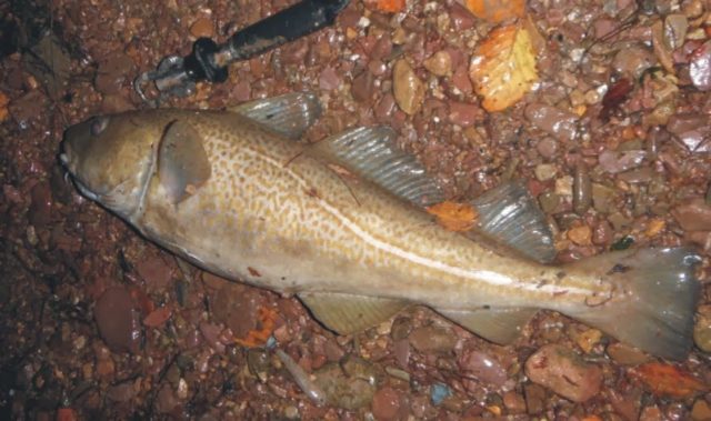 A fine 5.5 lbs cod