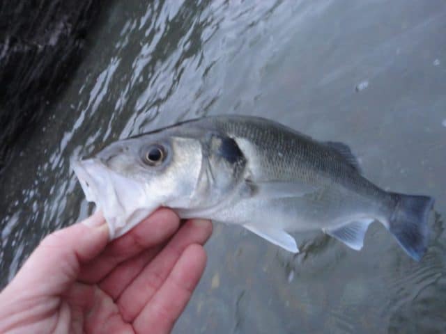 Sean Jordan - Nov Bass (4)