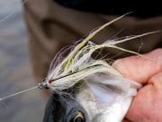 Another Busy Season Ahead for Jim Hendrick as Days Fill Quickly fly caught bass