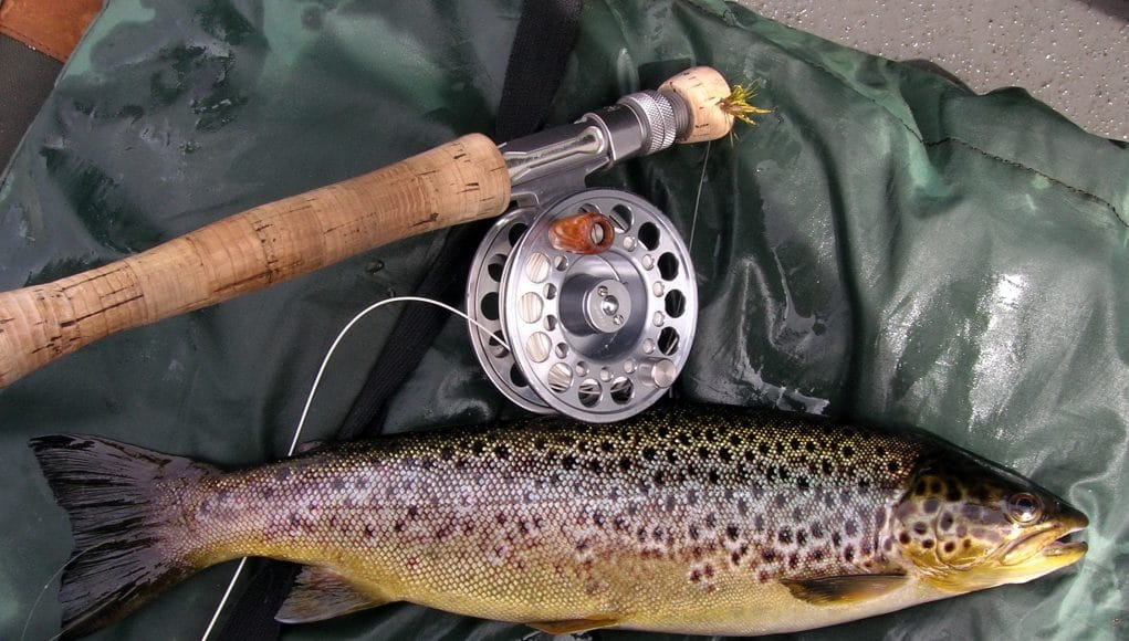 Damien Willis - Fly caught trout ...the catch
