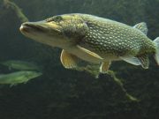 Pike may not invader species – Irish Examiner