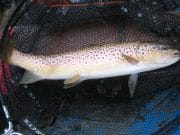 Superbly conditioned Browns and Rainbows battling at Carrigavantry