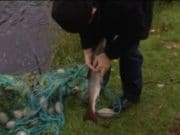 Salmon poaching at ‘crisis point’ say Limerick anglers – Limerick Leader