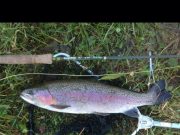 A fine rainbow for Frank at Rathbeggan lakes which has something for everyone