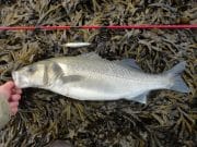 Chunky bass on a dark cloudy night in Wexford