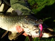 Wibbley Wobbley Pink attracts the pike