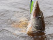 Jack the lad for top pike – Sunday World Sunday World - Jack the lad pike