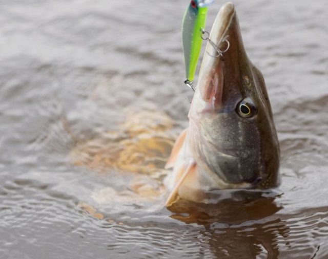 Sunday World - Jack the lad pike