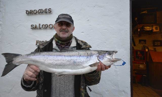 salmon
