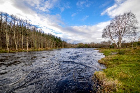 Drowes